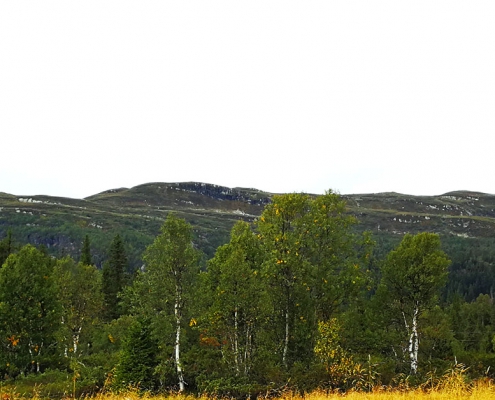 Krokhølen