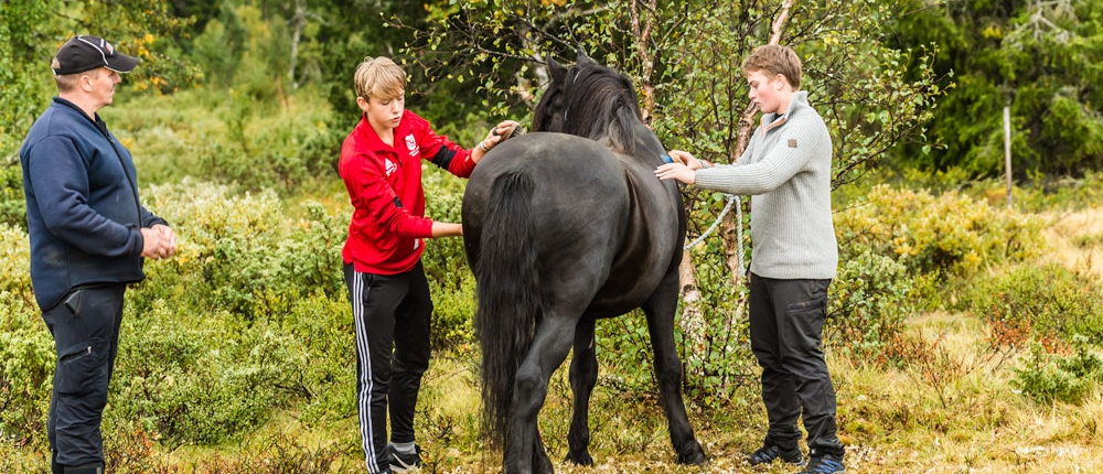 Ridning i fjellet