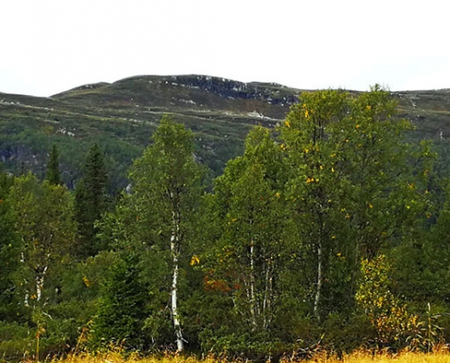 Krokhølen